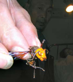 湖北恩施州医院一月收治23例蜂蜇伤病人